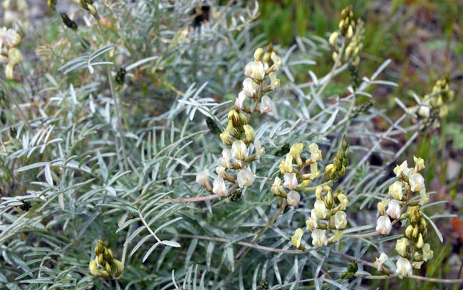Pinnately compound leaves; Astragalus arizonicus, Arizona Milkvetch, Southwest Desert Flora Astragalus arizonicus, Arizona Milkvetch, Southwest Desert Flora